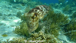 Cuttlefish by James Laker 